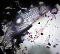 Image result for Entada bacillaris