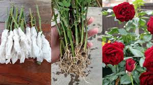 Image result for cuttings of roses