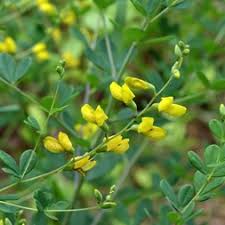 Image result for Indigofera lyallii