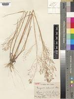 Image result for Eragrostis gangetica