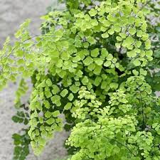 Image result for Adiantum vogelii