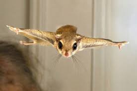 Flying By The Seat Of Our Squirrel Pants Flying Squirrel Cuddly Animals Animals Beautiful