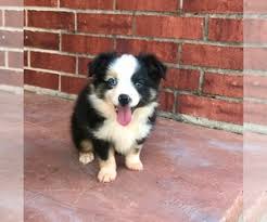 Toy australian shepherd puppies for sale and dogs for adoption in texas, tx. View Ad Miniature Australian Shepherd Puppy For Sale Near Texas Wichita Falls Usa Adn 138145
