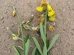 Image result for Crotalaria cylindrocarpa