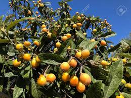 Besides good quality brands, you'll also find plenty of discounts when you shop for japanese fruit trees during big sales. Nispero Tree In Spain With Fruit Ready For Harvest Also Known Stock Photo Picture And Royalty Free Image Image 120319679