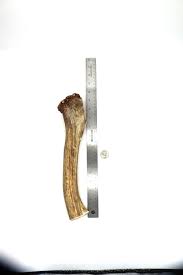Elk Antler Premium Dog Chew Toy
