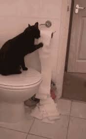 Maybe you would like to learn more about one of these? Cat Toilet Gifs Tenor