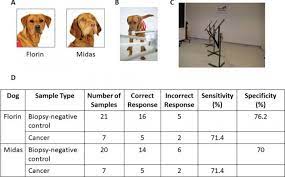 Considering the slow progress of most prostate cancer, active surveillance is a reasonable choice for many men. Prostate Cancer Detecting Dogs Olfactory Capacity Trains Neural Network For Combination Diagnostic Approach