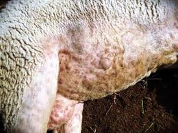 KOYUN – KEÇİ ÇİÇEK HASTALIĞI Koyun ve keçilere özel koltuk ve kuyruk altı  derisinde küçük çiçek lezyonlarının