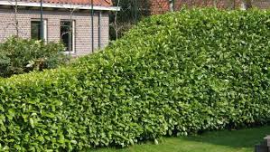 نتیجه جستجوی لغت [laurels] در گوگل