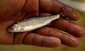 Pumps' fish slaughter alarms conservationists