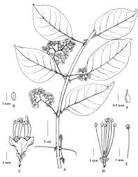 Image result for Pisonia aculeata