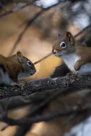 Squirrel with nut picture for iphone 5c. Two Squirrels Tree 828x1792 Iphone 11 Xr Wallpaper Background Picture Image