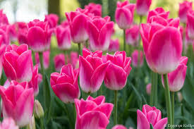 tulips flowers the colour of spring