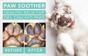 Natural Dog Company Heal Your Dog S Dry Nose And Paws Dry Dog Nose Dry Paws Natural Dog
