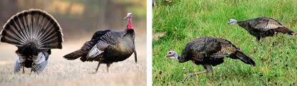 In general, ration wise hens have a more elongated breast and thus a higher percentage of white to dark meat. Identifying Female And Male Turkeys In The Spring Mass Gov