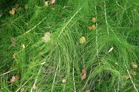 Image result for Equisetum ramosissimum