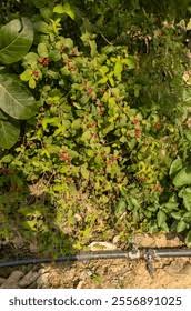 Image result for Rauvolfia afra