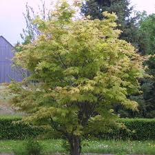 Check spelling or type a new query. Japanischer Ahorn Acer Palmatum Osakazuki