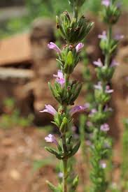 Image result for Micromeria