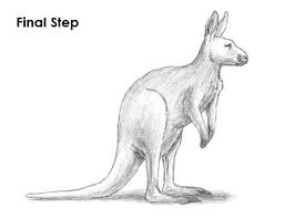 Kangaroo Drawing Last Kangaroo Drawing Kangaroo Art Animal Drawings