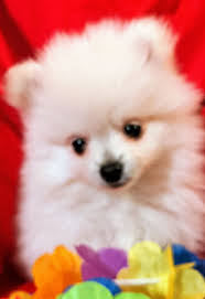 pomeranian puppies nearby at