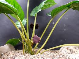 Image result for Dorstenia cuspidata