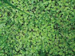 Image result for Hydrocotyle sibthorpioides