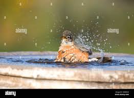 Amerikanischer Robin (Turdus migratorius) badende Marion County, Illinois  Stockfotografie