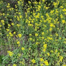 Image result for Brassica rapa