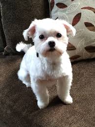 Maltipoo Lily S Haircut Hairstyles With Bangs Vintage Hairstyles Maltipoo