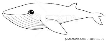 You can also check our shark coloring pages and dolphin coloring pages too. Blue Whale Coloring