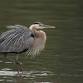 Urban Birding: Downtown Birding Tour