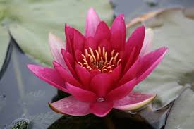 Their roots need oxygen, but the muck beneath the water is anaerobic. Are Water Lilies Difficult To Grow Merebrook Pond Plants