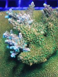 Image result for Cremaspora triflora