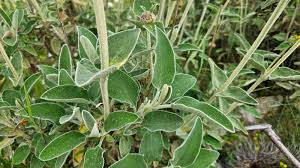 Image result for Phlomis fruticosa
