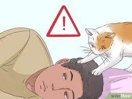 11 Cara Untuk Membuat Kucing Tidur Bersama Anda Wikihow