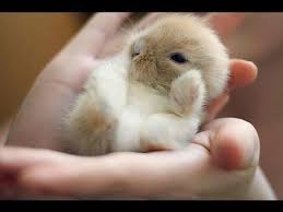 I've been saving this cute bunny picture for my cakeday, hope you enjoy! Tiny Newborn Baby Bunnies Newborn Baby