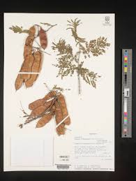 Image result for Acacia brevispica
