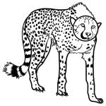 How to draw a baby cheetah baby cheetah step by step. How To Draw A Simple Cheetah For Kids