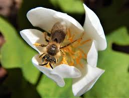 An old cottage garden favourite, bees are attracted to the pink or white flowers and we love the. Https Cvc Ca Wp Content Uploads 2017 04 17 Uo Nativeplantsforpollinators Booklet V8 Web Pdf