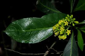 Image result for Psychotria capensis