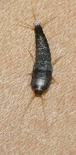 Integrated pest management (ipm), simply put, is a pest control strategy that uses an array of complementary methods: Are Silverfish Dangerous To Humans Ehow Get Rid Of Silverfish Silverfish Organic Pest Control