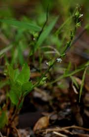 Image result for Oxygonum