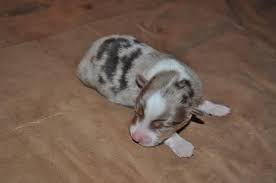 Australian shepherd puppies houston texas. Mini And Toy Australian Shepherd Puppies Ready At 8 Wks For Sale In Houston Texas Classified Americanlisted Com