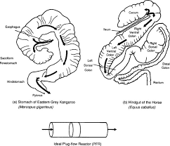 These hindgut fermenters digest cellulose in an enlarged cecum through the reingestion of the cecotrope. Patterns Of Digesta Flow And Digestion In Foregut And Hindgut Fermenters Sciencedirect