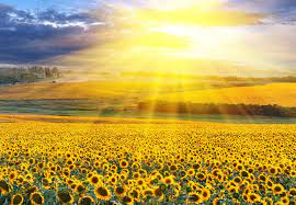 We did not find results for: Summer Season Hd Wallpaper New Tab Theme Impressive Nature