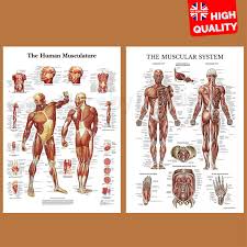 details about muscular system human anatomy muscle chart educational poster print a4 a3 a2 a1