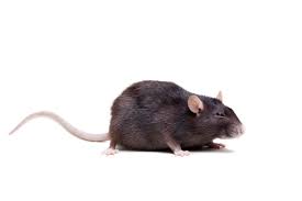 Get results from 6 search engines! Norway Rat Northwest Exterminating