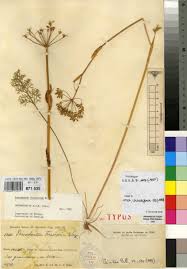 Image result for Afrosciadium